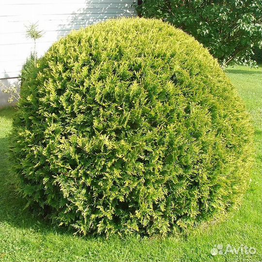 Туя Голден Глоб