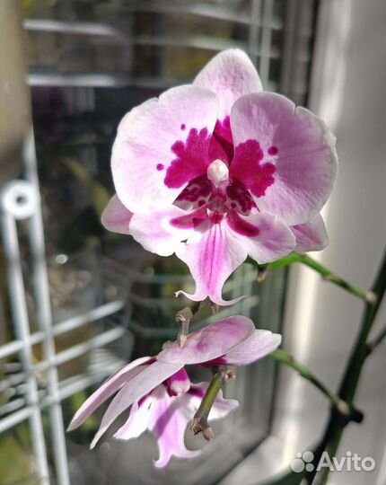 Орхидея фаленопсис Big Lip Aladdin. Отцвёл