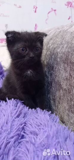 Шотланская вислоухая кошка