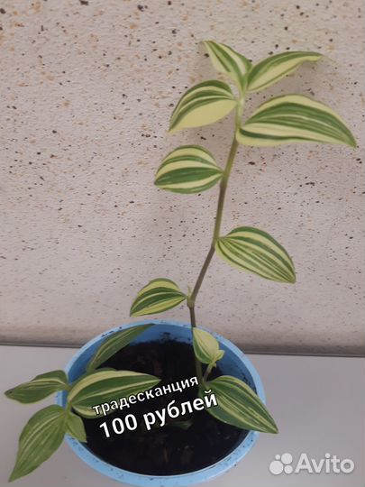 Традесканция