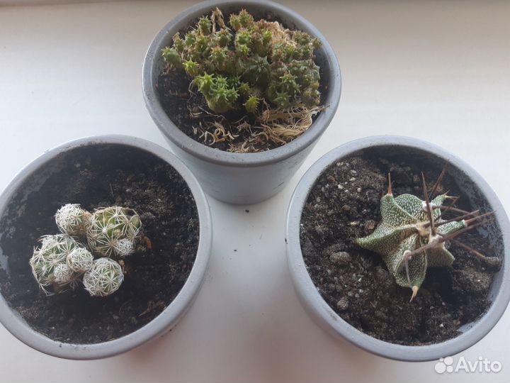 Кактусы, суккуленты, растения