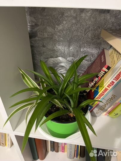 Хлорофитум разные виды