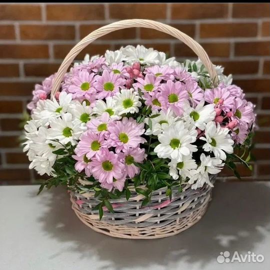 Хризантема