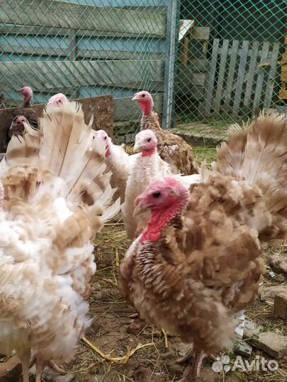 Индюшата, индюки