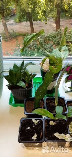 Комнатные растения обмен