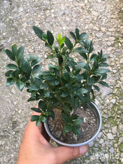 Саженцы самшита на озеленение