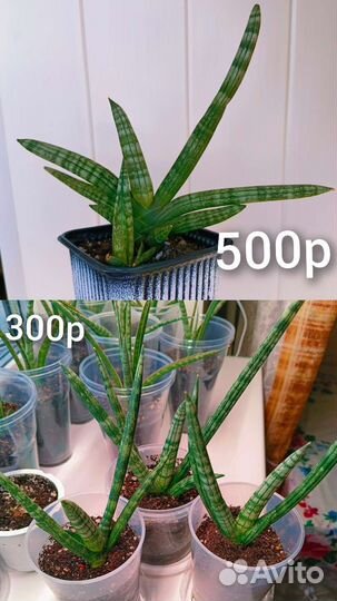 Сансевиерия Бонселенсис