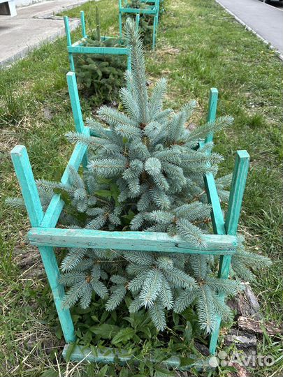 Ель голубая,зеленая