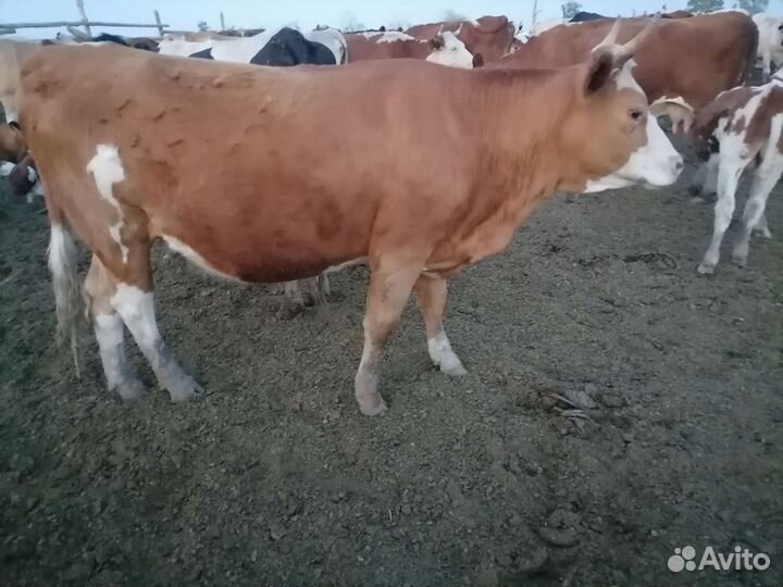 Телки 2 года