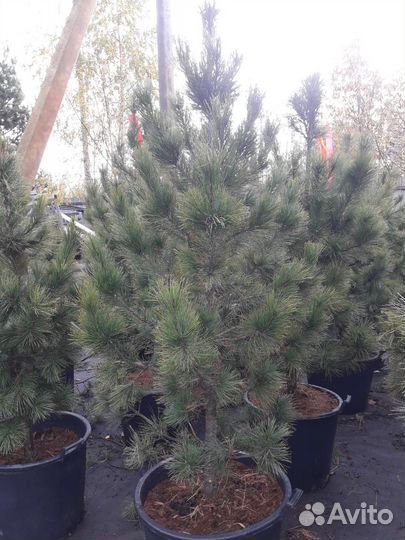 Кедр сибирский