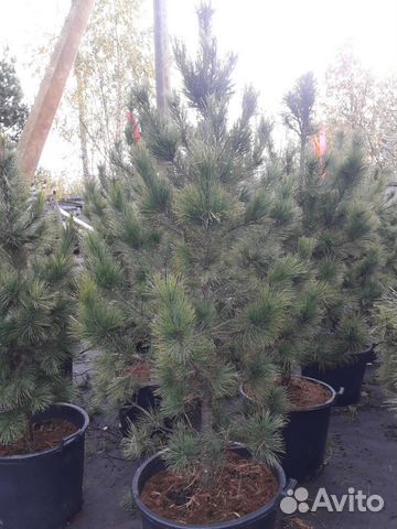 Кедр сибирский