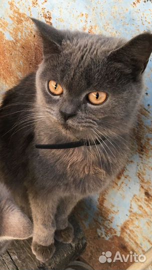 Британские коты и кошки