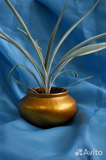 Калина бульденеж. Хосты. Гортензия. Сумах. Лаванда