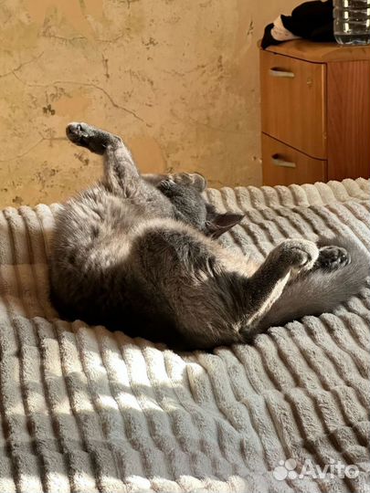 Кошка