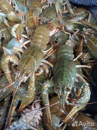 Раки с доставкой на дом