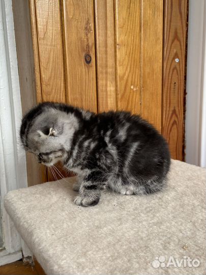 Шотландский скоттишь-фолд