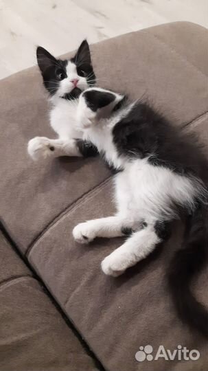 Котенок в добрые руки