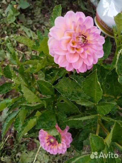 Георгины клубни