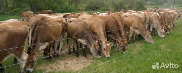 Электропастух