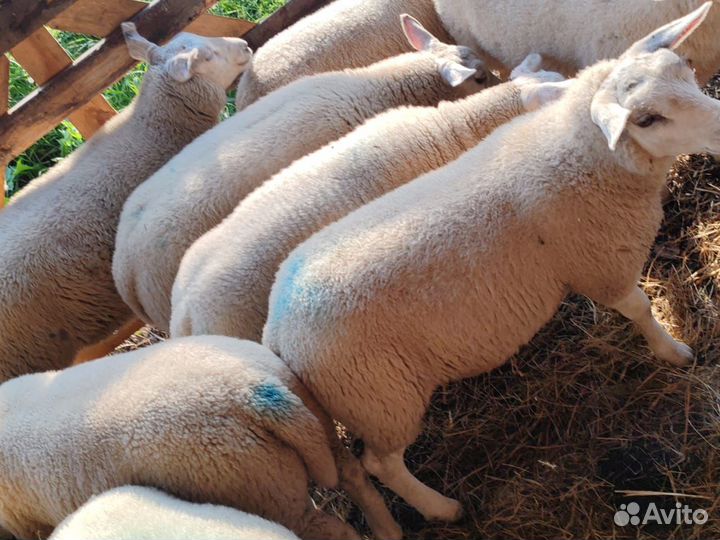Овцы тексель