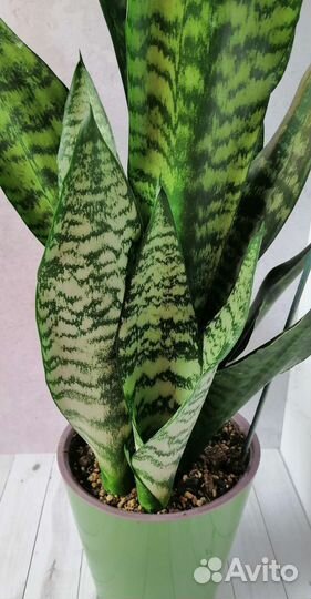 Сансевиерии сортовые