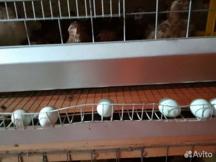 Инкубационное яйцо перепелов