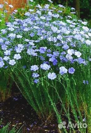 Лён садовый