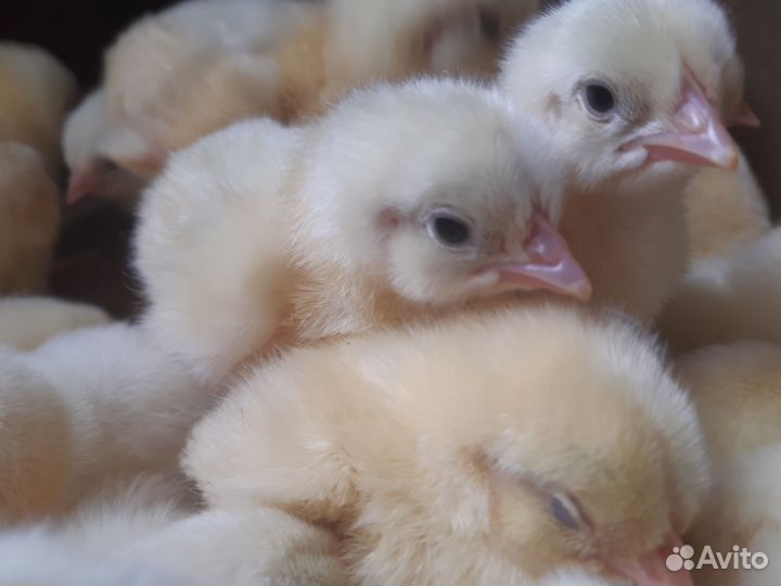 Цыплята бройлеры кобб 500