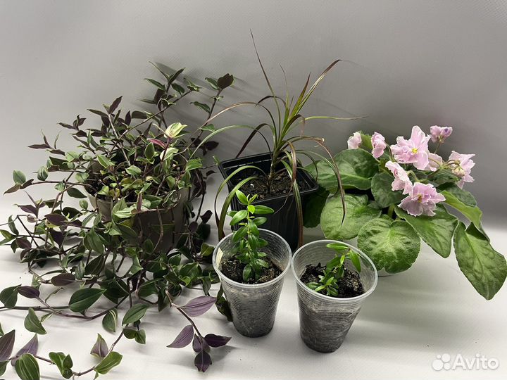 Традесканция драцена мирт фиалка