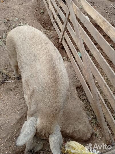 Поросята венгерской мангалицы