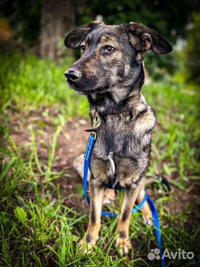 Щенки в добрые руки