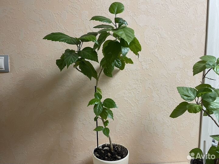 Цветок Гибискус комнатное растение