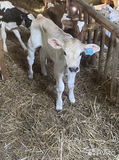 Телята бычки