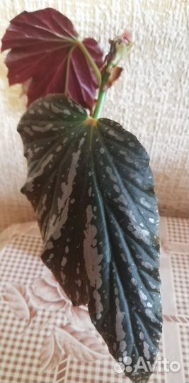 Сингониум, бегонии