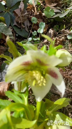 Морозник кавказский