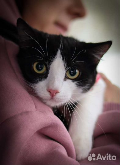 Котенок/кошка в добрые руки