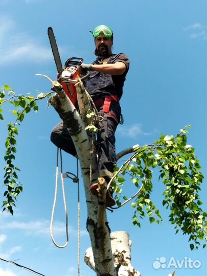 Спил деревьев