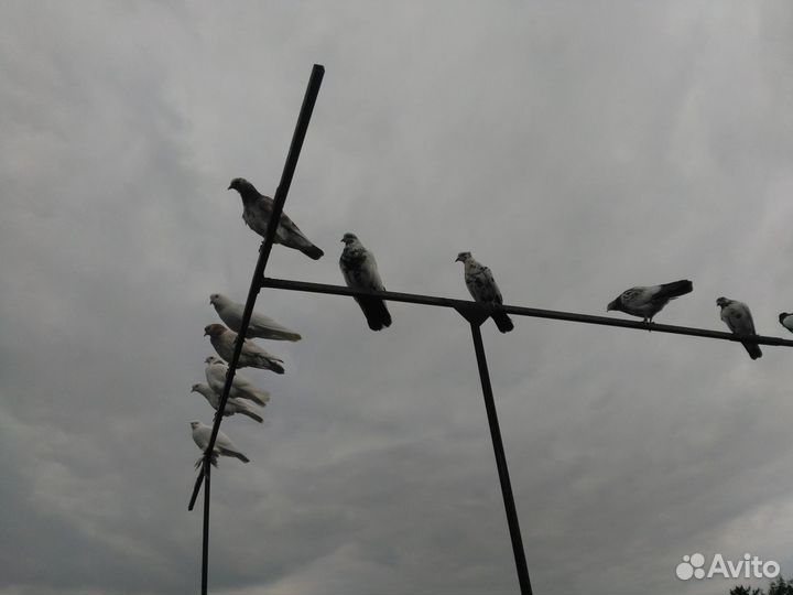 Голуби летные,бойные,для гона