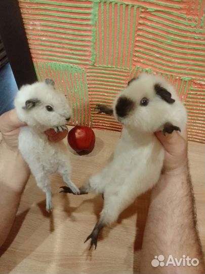 Морская свинка тедди