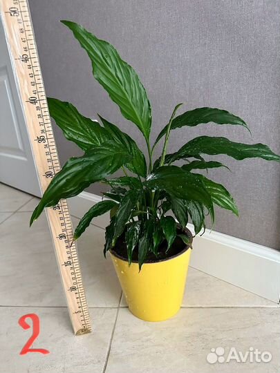 Спатифиллум женское счастье