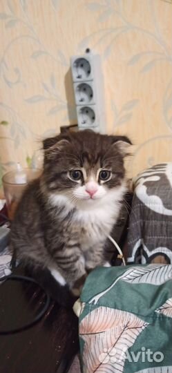 Котенок в очень добрые руки