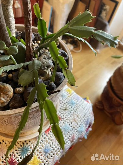 Комн цветок Фикус, 4 в 1