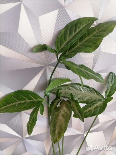 Сингониум пинк блек