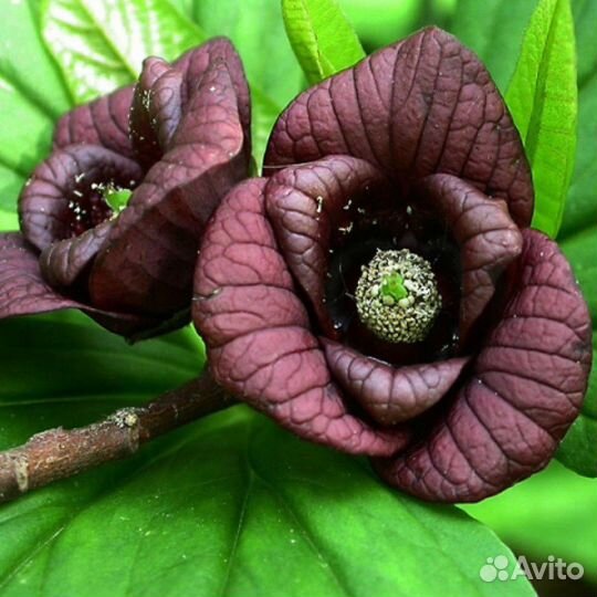 Азимина трилоба, съедобная, сладкая, семена