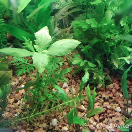 Аквариумное растение