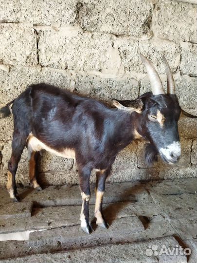 Козы дойные