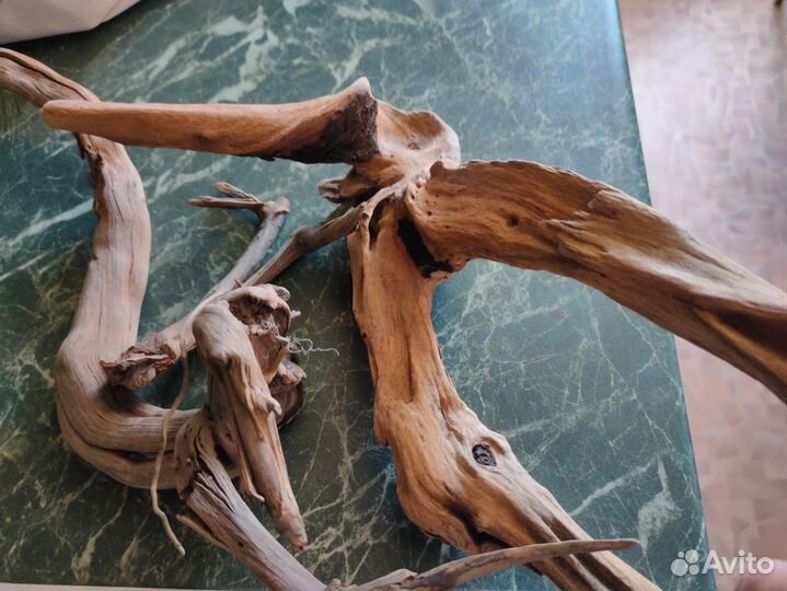 Коряга мангровая