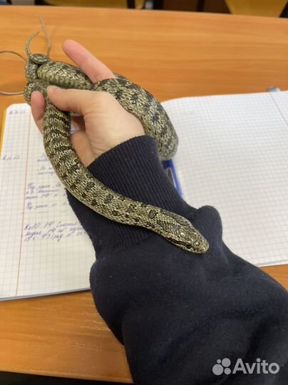 Передержка рептилий