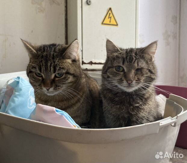 Котики в приюте