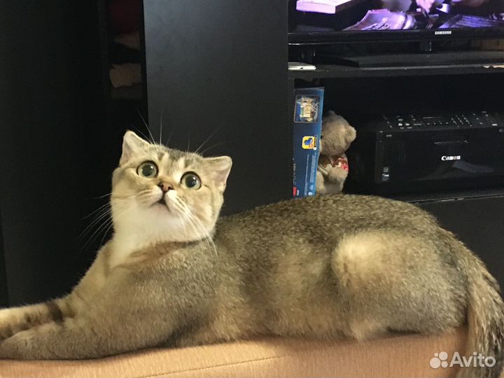 Шотланский вислоухий котенок шиншилла